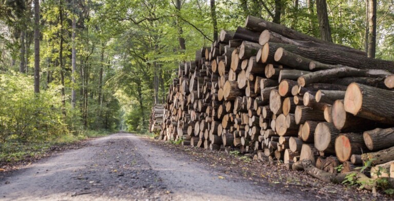 Kindermöbel aus Holz sind gut - aus FSC-Holz noch besser